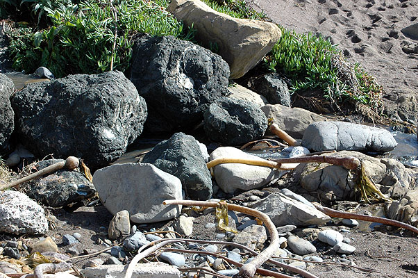 Cambria February 2011 021.JPG